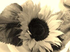 Szary + Sepia