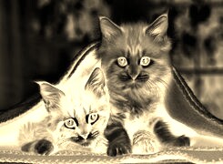 Sepia + Negatyw
