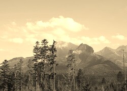 Szary + Sepia