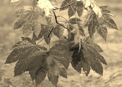 Sepia