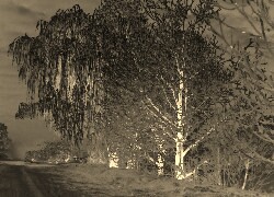 Sepia + Negatyw