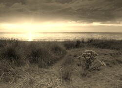 Szary + Sepia
