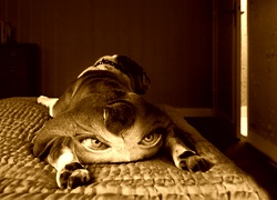 Sepia