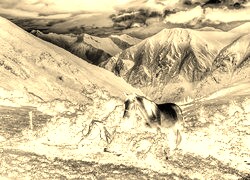 Sepia + Negatyw