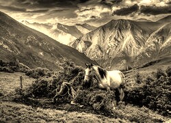 Szary + Sepia