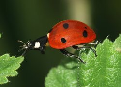 Oryginalny obrazek