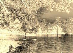 Sepia + Negatyw