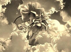 Szary + Sepia