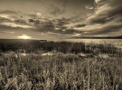 Szary + Sepia