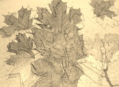 Szary + Sepia