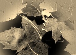 Sepia + Negatyw