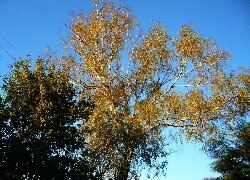 Oryginalny obrazek