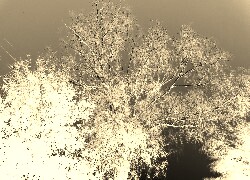 Sepia + Negatyw