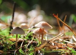 Oryginalny obrazek