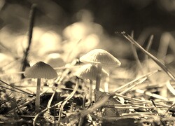 Szary + Sepia