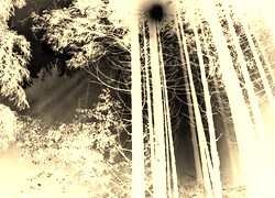 Sepia + Negatyw