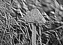 Skamielina