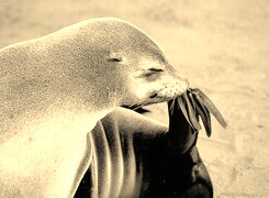Szary + Sepia