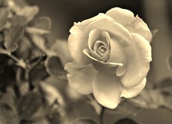 Szary + Sepia
