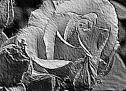 Skamielina