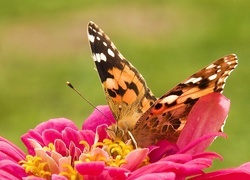 Oryginalny obrazek