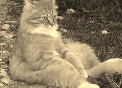 Szary + Sepia