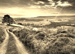 Szary + Sepia
