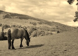Szary + Sepia