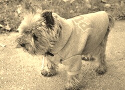 Szary + Sepia