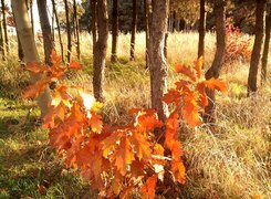 Oryginalny obrazek