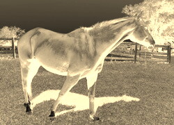 Sepia + Negatyw