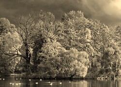 Szary + Sepia
