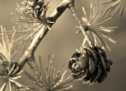 Szary + Sepia