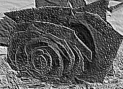 Skamielina