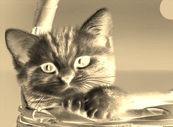 Sepia + Negatyw