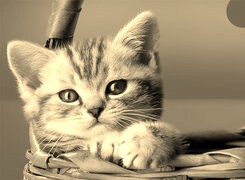 Sepia