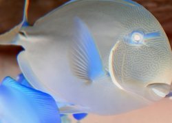 Negatyw