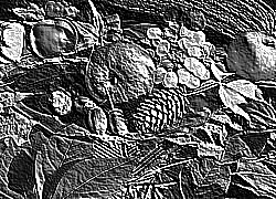 Skamielina