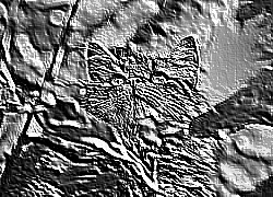 Skamielina