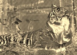 Sepia + Negatyw