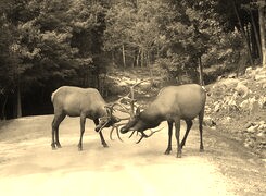 Szary + Sepia