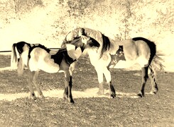 Sepia + Negatyw