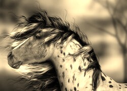 Szary + Sepia