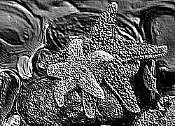 Skamielina