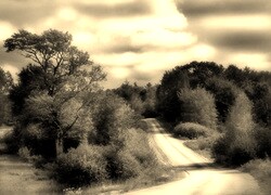 Szary + Sepia