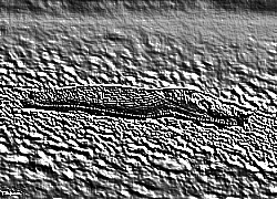 Skamielina