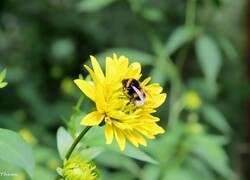 Oryginalny obrazek