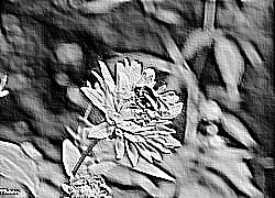 Skamielina