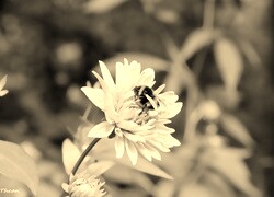 Szary + Sepia