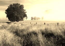 Szary + Sepia